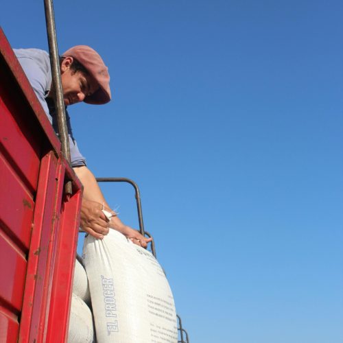 pexels-photo-11629497-11629497 Portrait of a man loading a heavy bag onto a red truck under a clear blue sky.